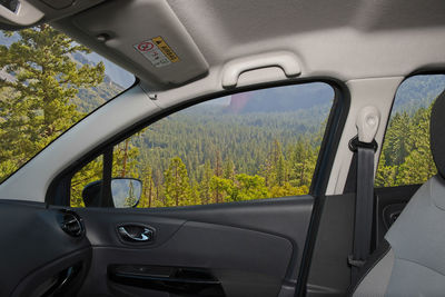 Trees seen through car window