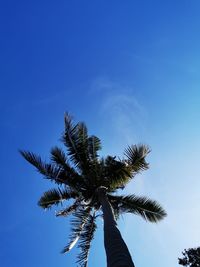 Low angle view of coconut palm tree against blue sky