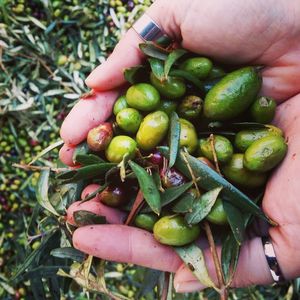 Close-up of hand holding olives