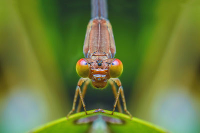 Beautiful dragonflies are attached to the green leaves in the natural garden.