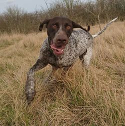 Portrait of dog on field