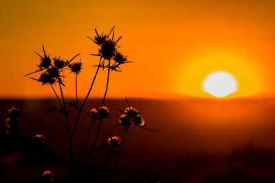 Plants at sunset