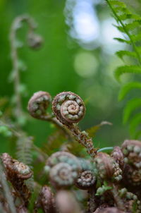 Close-up of snail on plant