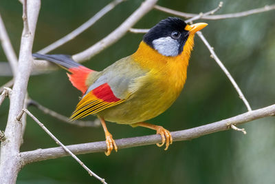 Close-up of bird perching on branch