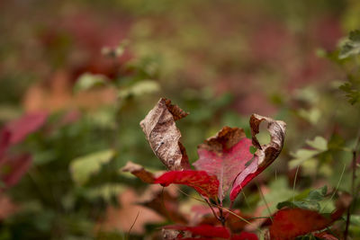 Close-up of dry maple leaves