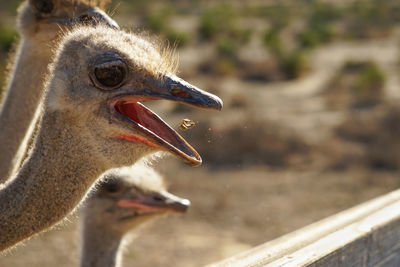 Close-up of ostrich feeding on food