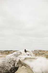 Two horses on sea coast