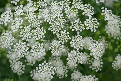 Close-up of white flowering plants