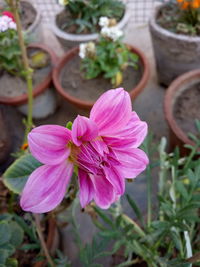 Close-up of pink flower blooming outdoors