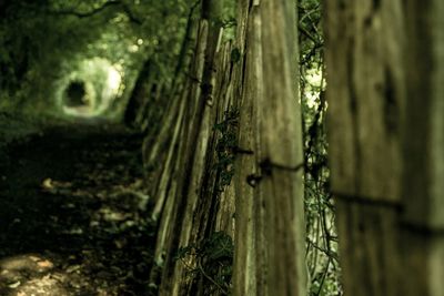 Trees in forest