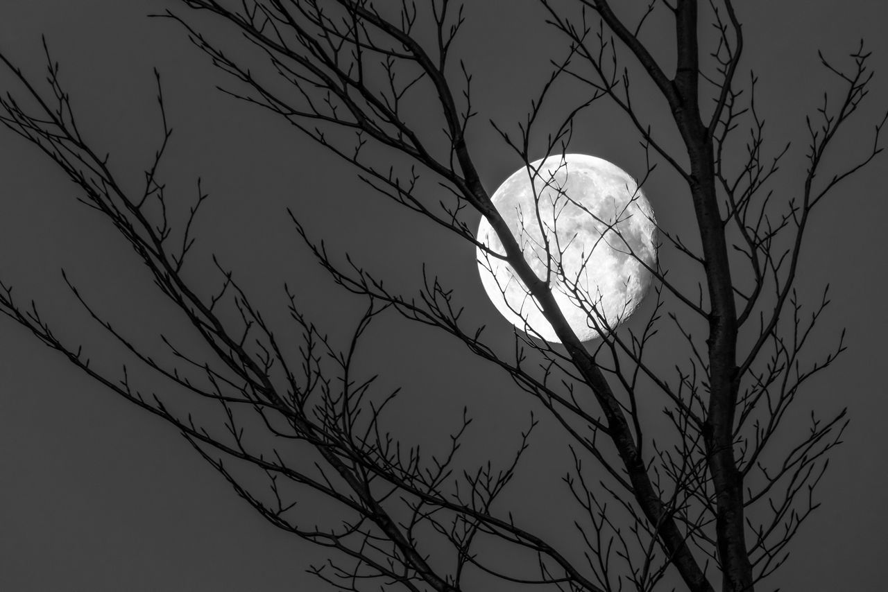 moon, bare tree, black and white, tree, sky, branch, monochrome, night, silhouette, low angle view, full moon, plant, monochrome photography, nature, no people, moonlight, darkness, astronomy, space, beauty in nature, outdoors, dusk, fog, scenics - nature, tranquility, planetary moon, astronomical object