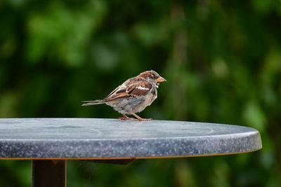 Close-up of bird perching on wood