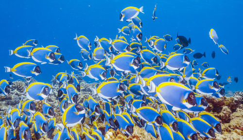 School of powderblue surgeonfish,wide angle