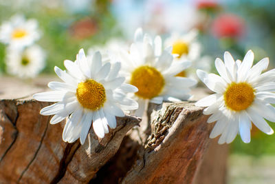 Close-up of white daisy flowers