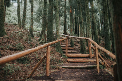 Path in forest