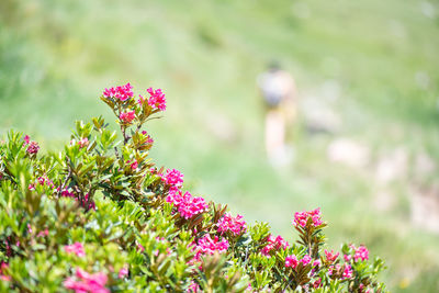 Close-up of pink flowering plants on field