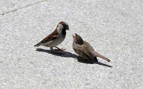 High angle view of birds on street