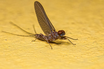 Close-up of insect