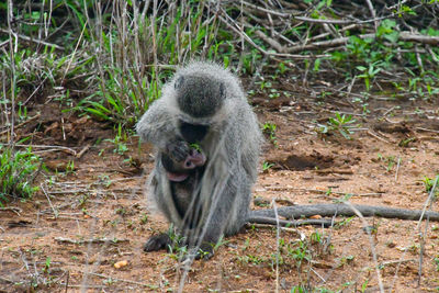 Vervet monkey baby nursing from its mother