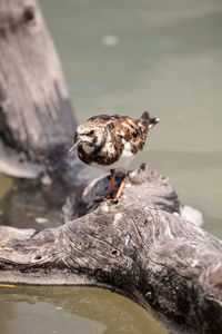 Nesting ruddy turnstone wading bird arenaria interpres along the shoreline of barefoot beach