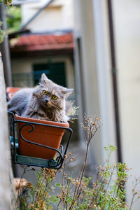 Portrait of cat looking away