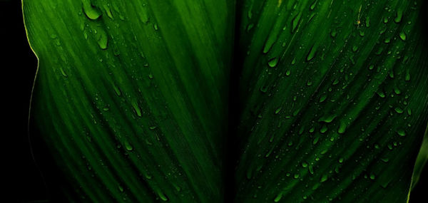 Full frame shot of green leaves