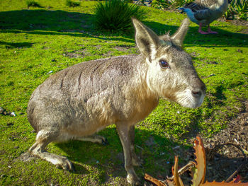 Close-up of sheep on field