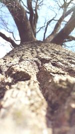 Close-up of tree trunk in forest