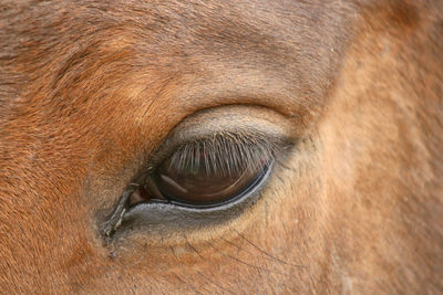 Close-up of horse eye