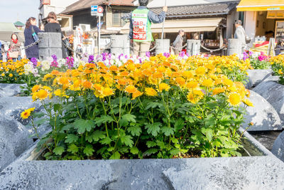 View of flowering plants in street