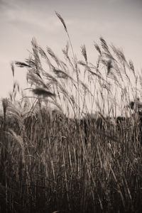 Close-up of stalks in field against sky