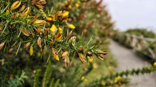 Close-up of flowering plant