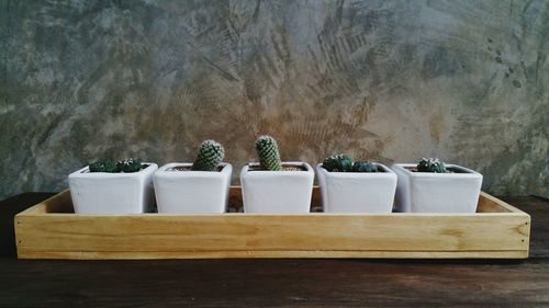 Close-up of potted plant on table against wall