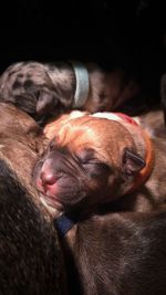 Close-up of dog relaxing