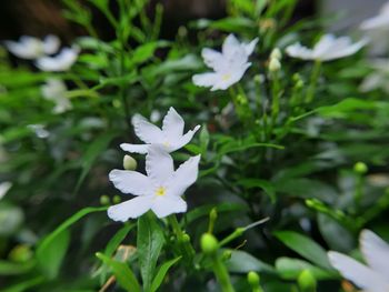 Close-up of white flowering plant