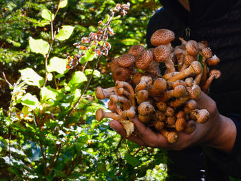 Midsection of person holding berries on tree