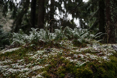 Close-up of snow covered tree in forest