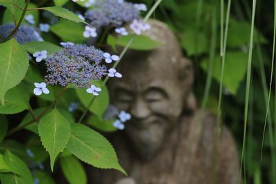 Close-up of hydrangeas against statue blooming in park