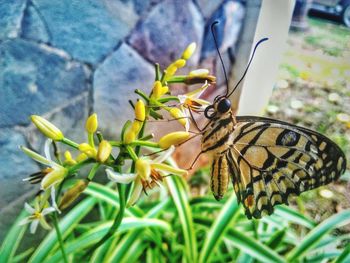 Close-up of butterfly on flower