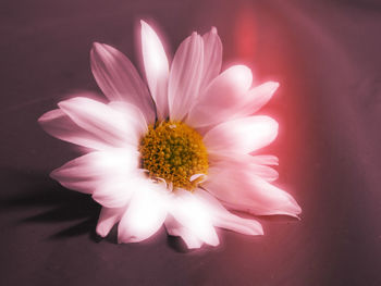 Close-up of flower blooming outdoors