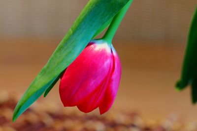 Close-up of red flowering plant