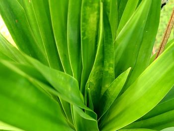 Full frame shot of green leaf