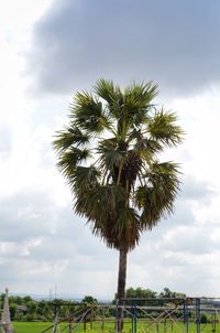 Low angle view of coconut palm trees on field against sky