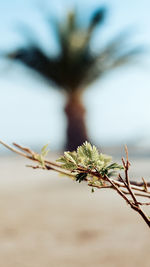 Close-up of plant