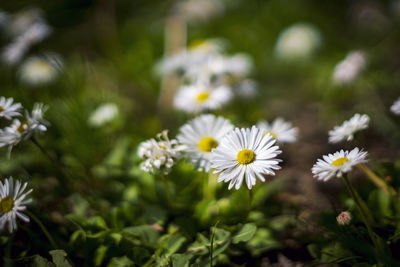 Close-up of white daisy flowers on field