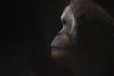 Profile view of orangutan looking away against black background