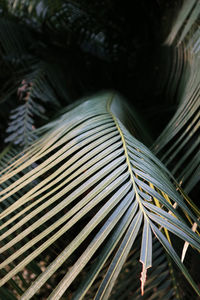 Close-up of palm leaves