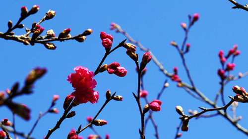 Close-up of red flowering plant against blue sky, sakura