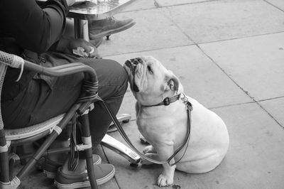 Dog leaning on leg of man sitting on sidewalk cafe