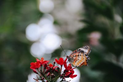 Close-up of butterfly perching on flower